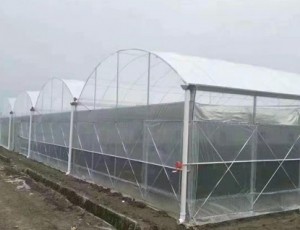 連棟薄膜溫室的結構優點分析