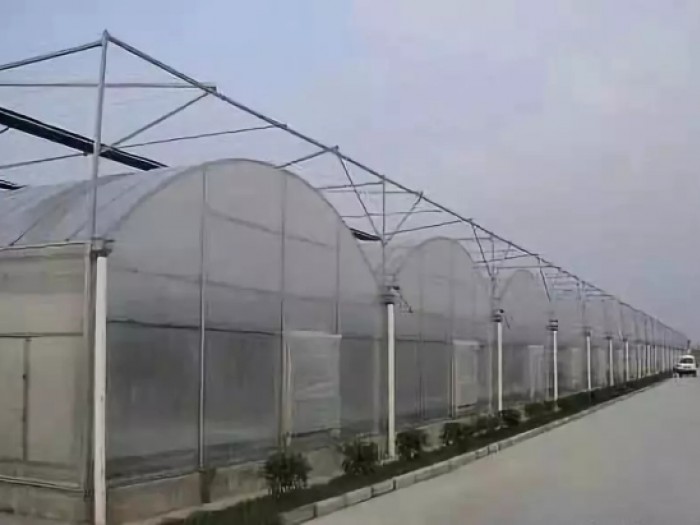 連棟薄膜溫室